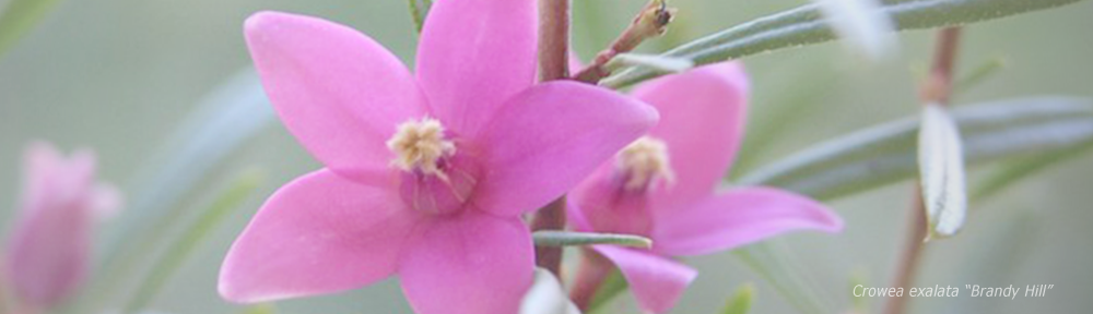 Brandy Hill & Seaham Action Group